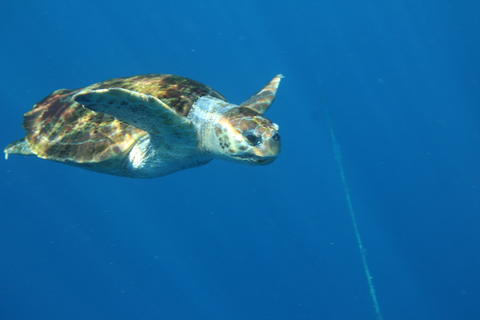 Los Cristianos: Kayak and Snorkel with Turtles and Photos