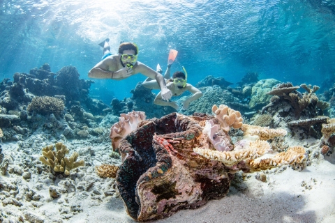 Gran Barrera de Coral: tour de esnórquel y buceo de 1 díaGran Barrera de Coral: esnórquel y 1 inmersión certificada