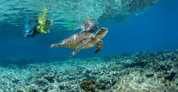 Cairns: Silverswift 3 Great Barrier Reef Sites in 1 Day