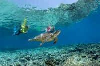 Great Barrier Reef Schnorchel & Tauch-Ganztages-Abenteuer - Housity