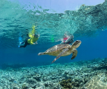 From Cairns: Great Barrier Reef Snorkel & Dive Adventure