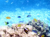 Von Cairns durchqueren Sie mit Wasseraktivitäten nach Michaelmas Cay - Housity