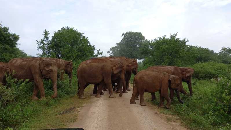 Udawalawe Wild Safari Tours | 7 Hours Safari