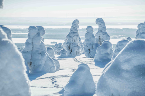 Von Rovaniemi aus: Riisitunturi Ganztägiges Wildnisabenteuer