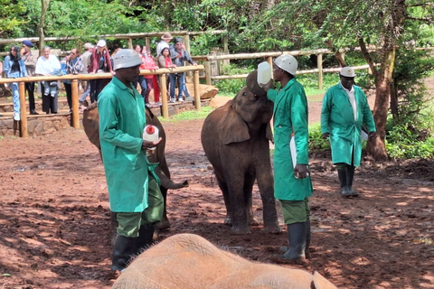 Sheldrick Wildlife Trust&amp;Giraffe Center GuidedTour with FEESHalf Day Sheldrick Wildlife Trust&amp;Giraffe Center Guided Trip