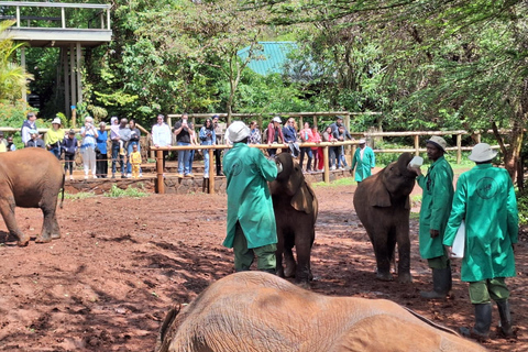 Sheldrick Wildlife Trust&amp;Giraffe Center GuidedTour with FEESHalf Day Sheldrick Wildlife Trust&amp;Giraffe Center Guided Trip