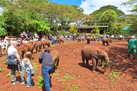 Sheldrick Wildlife Trust&amp;Giraffe Center GuidedTour with FEESHalf Day Sheldrick Wildlife Trust&amp;Giraffe Center Guided Trip