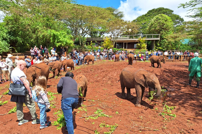 Sheldrick Wildlife Trust&amp;Giraffe Center GuidedTour with FEESHalf Day Sheldrick Wildlife Trust&amp;Giraffe Center Guided Trip