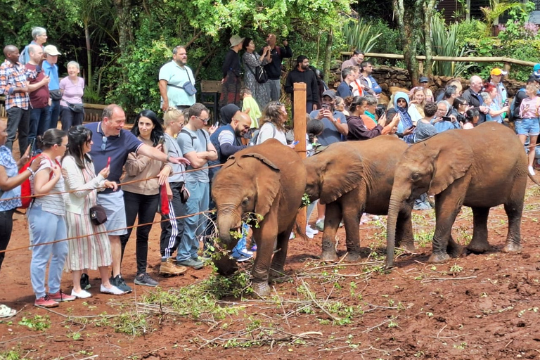 Halve dag rondleiding door Sheldrick Wildlife Trust & Giraffe Centre