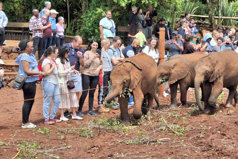 Halve dag rondleiding door Sheldrick Wildlife Trust & Giraffe Centre