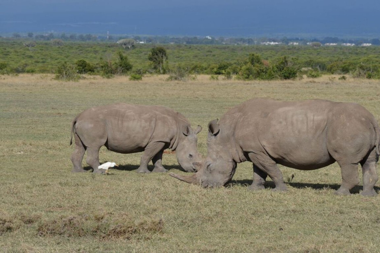 From Nairobi: Ol Pejeta Conservancy Private Day Tour