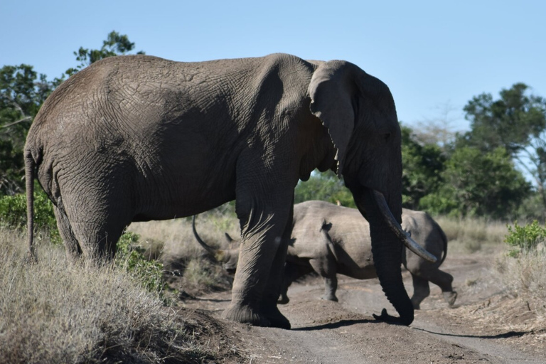 Från Nairobi: Privat dagstur till Ol Pejeta ConservancyFrån Nairobi: Ol Pejeta Conservancy privat dagstur