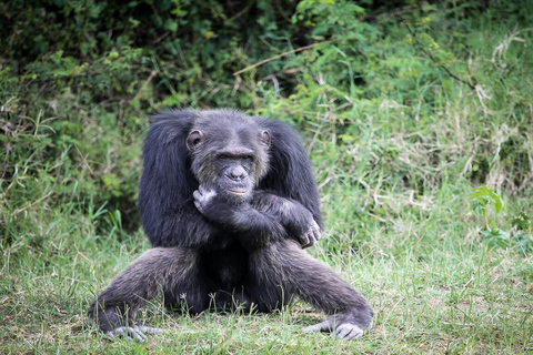 From Nairobi: Ol Pejeta Conservancy Private Day Tour