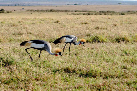 Från Nairobi: Privat dagstur till Ol Pejeta ConservancyFrån Nairobi: Ol Pejeta Conservancy privat dagstur