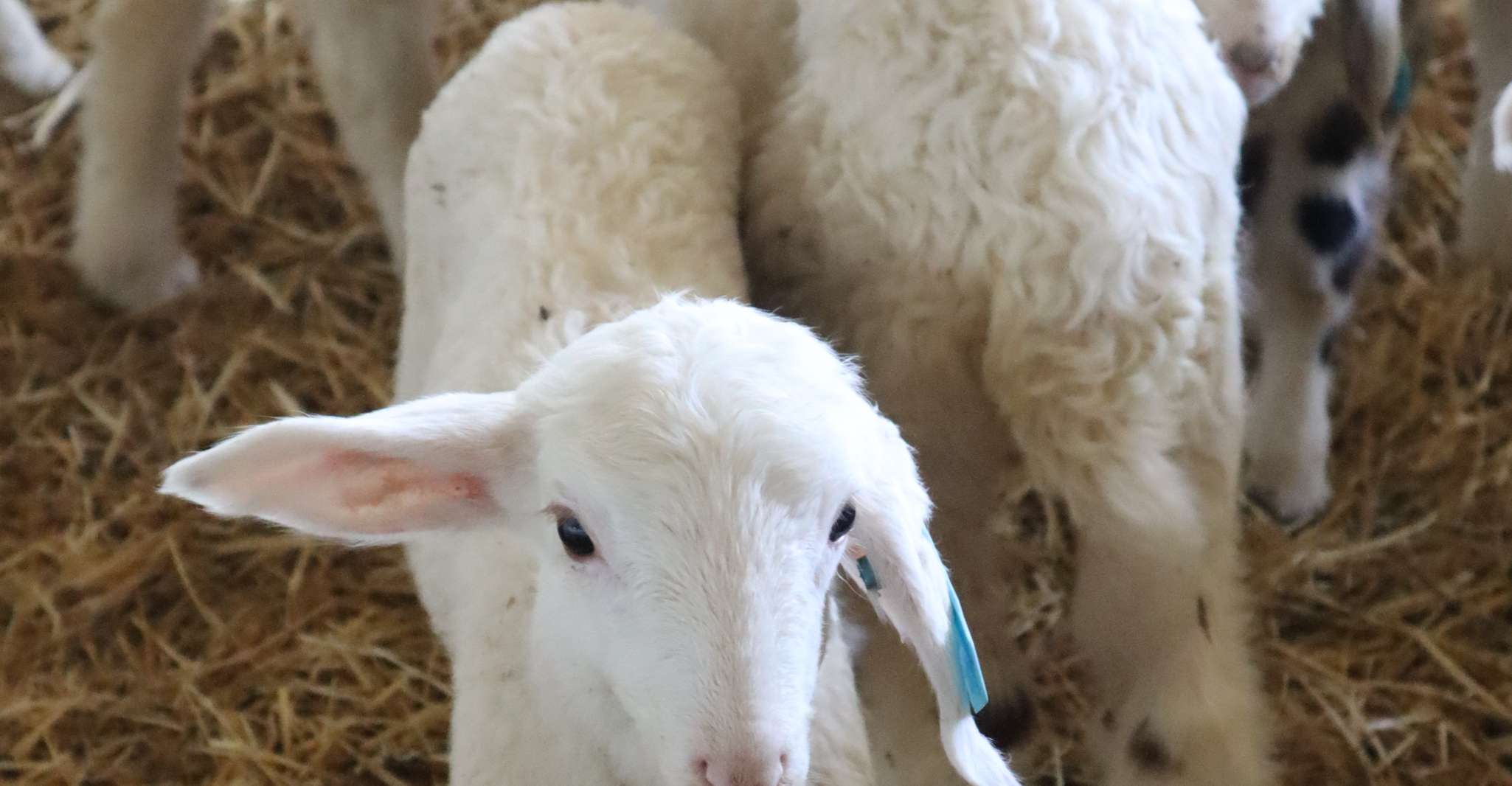 Gids bezoek aan de oude kaasfabriek - Housity