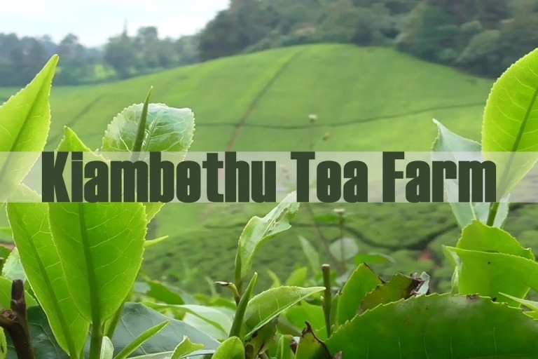 Kiambethu Tea Farm Tour mit Mittagessen inklusiveKiambethu Tea Farm Private Tour mit Mittagessen inklusive