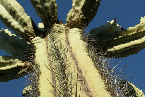 Marrakech: Ticket for The biggest Cacti Garden in Africa Marrakech: The biggest cacti garden in Africa