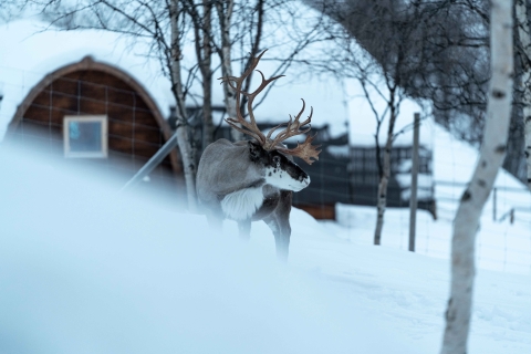 Kirkenes: toegangsticket Snowhotel