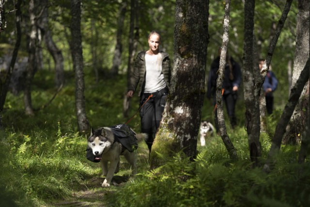 Visit In Romsdalen: Guided Hike by Trollstigen with Husky in Andalsnes
