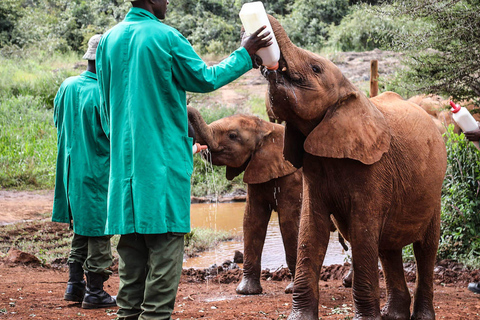 Demi-journée - orphelinat des éléphants, centre des girafes et fabrique de perles