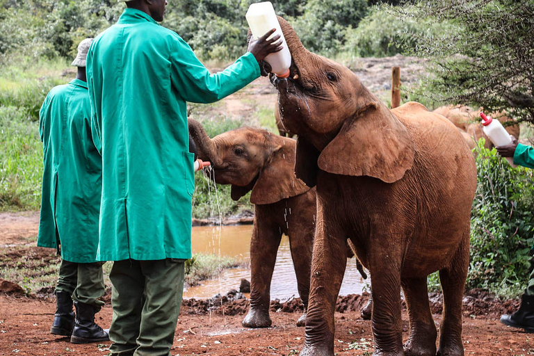 Half day-Elephant orphanage, Giraffe center & beads factory