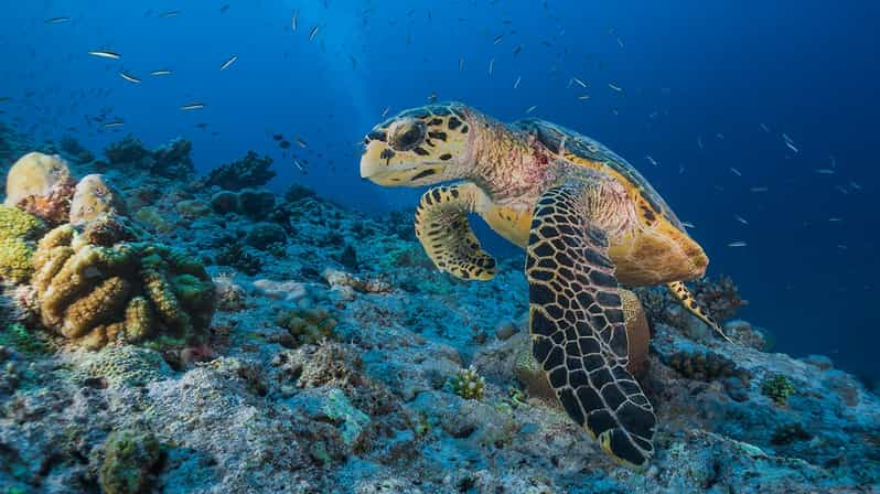 Hurghada: Full Day Swim With Turtles in Marsa Alam By Boat | GetYourGuide