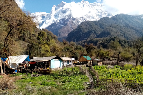 Pokhara: 1 noc 2 dni Kapuche Glacier Lake i Sikles Trek