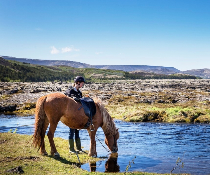 Hafnarfjörður: Horseback Riding Tour in Reykjavik Area