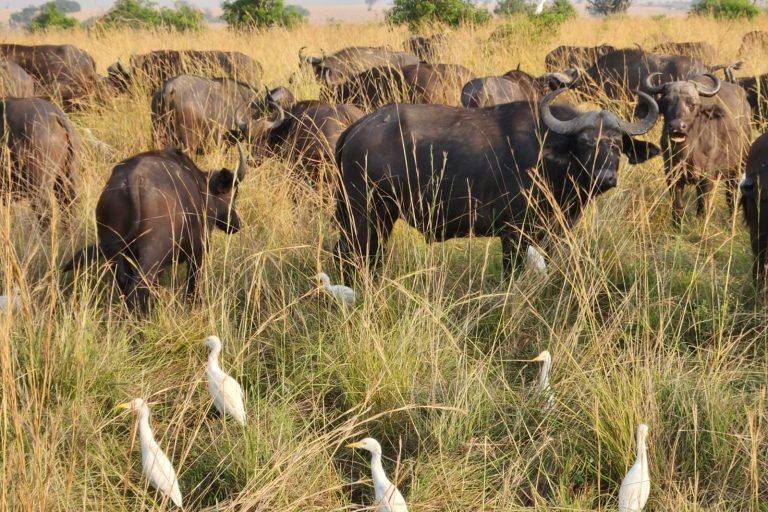 Kampala: driedaagse Murchison Falls-safari