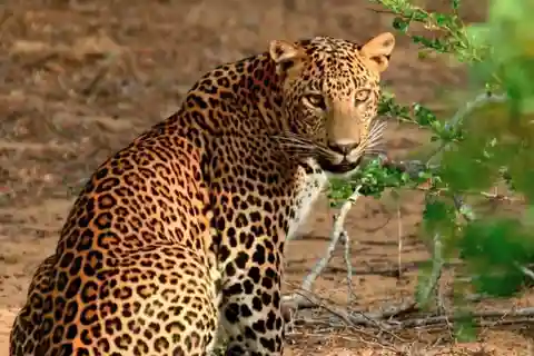 Yala Safari (Private) from Yala & Tissamaharama area.