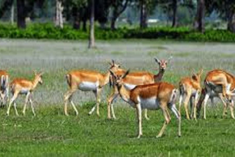 Pokhara : 3 jours de safari dans la jungle au départ de Pokhara