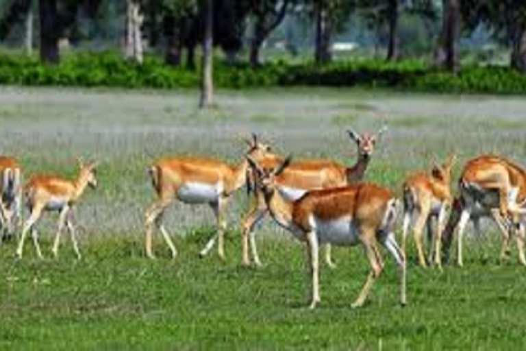 Pokhara : 3 jours de safari dans la jungle au départ de Pokhara