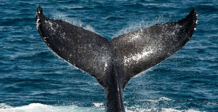 Sydney Sails and Whales luxusní katamarán pro pozorování velryb