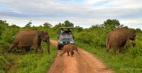 Udawalawe, safari privé tout inclusif avec déjeuner - Housity
