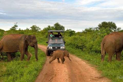 Udawalawe Safari Day Trip (Private) - All Inclusive Pick up from Hambantota/ Weerawila