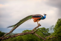 Udawalawe, safari privé tout inclusif avec déjeuner - Housity