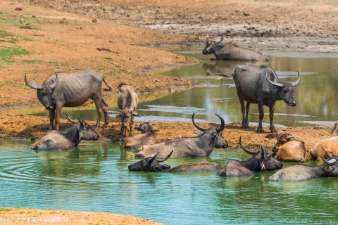 Jednodniowa wycieczka na safari Udawalawe (prywatna) — all inclusiveOdbiór z Bentota/ Beruwala/ Kosgoda/ Ahungalla