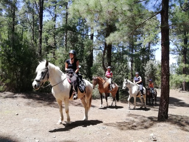 Visit Tenerife Guided Horseback Riding Tour to the Lomo Forest in Puerto de la Cruz