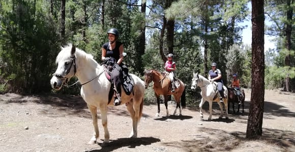 Tenerife: Guided Horseback Riding Tour to the Lomo Forest