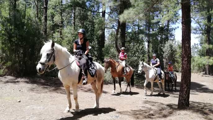 Tenerife: Guided Horseback Riding Tour to the Lomo Forest