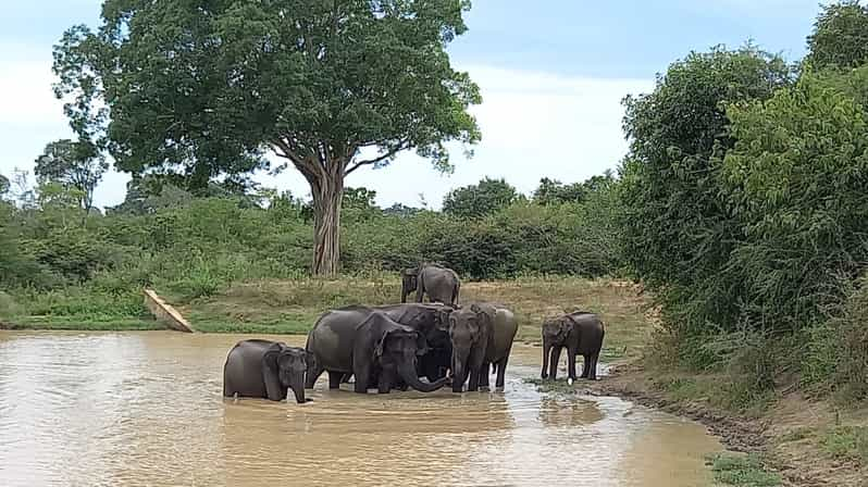 Udawalawe Wild Safari Tours | 10 Hours Safari | GetYourGuide