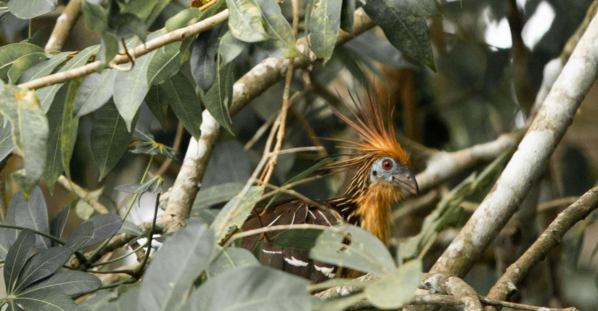 Passeios personalizados, Tambopata Aventura Rainforest 4D/3N - Hizvo