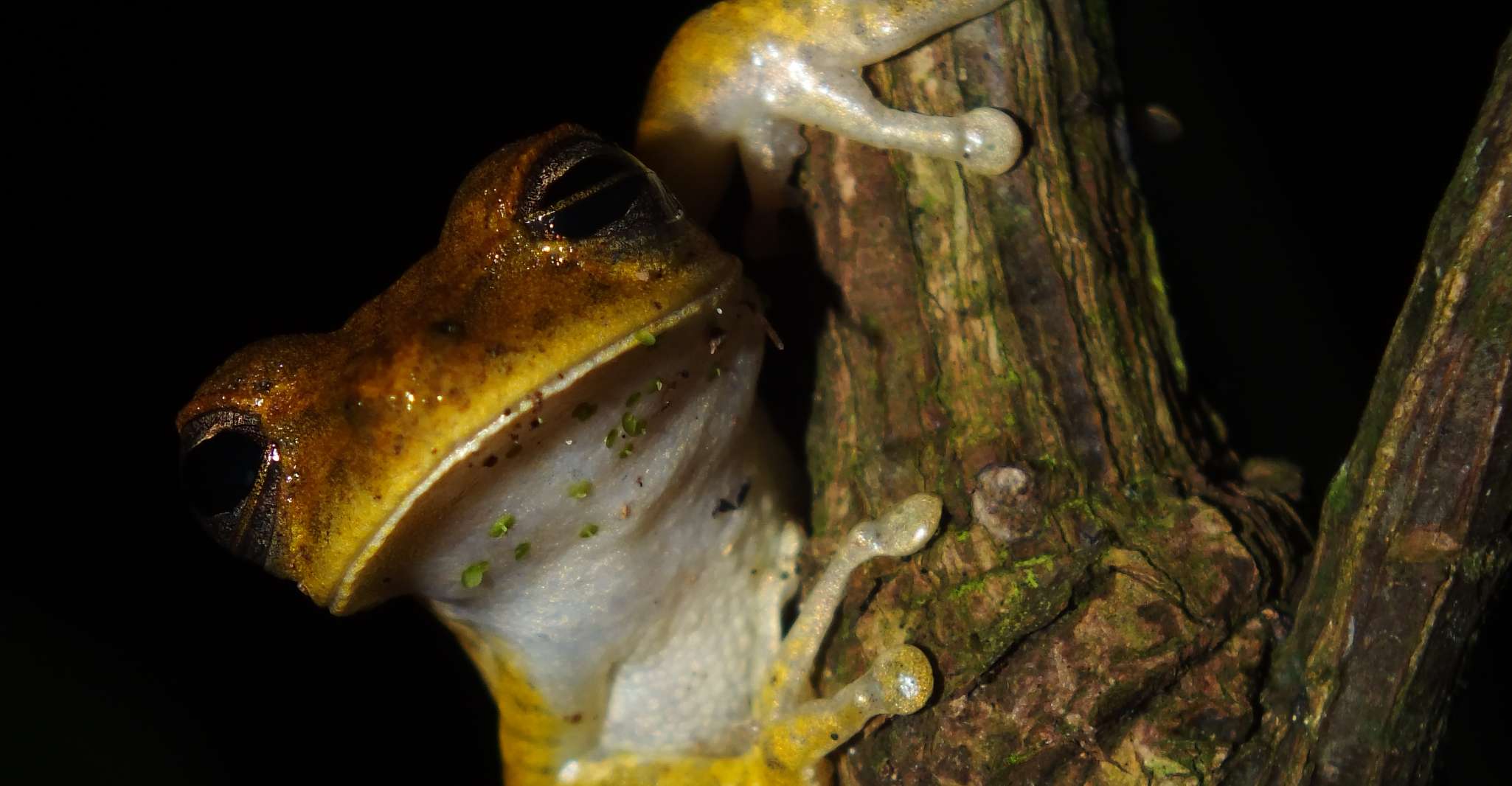 Passeios personalizados, Tambopata Aventura Rainforest 4D/3N - Hizvo