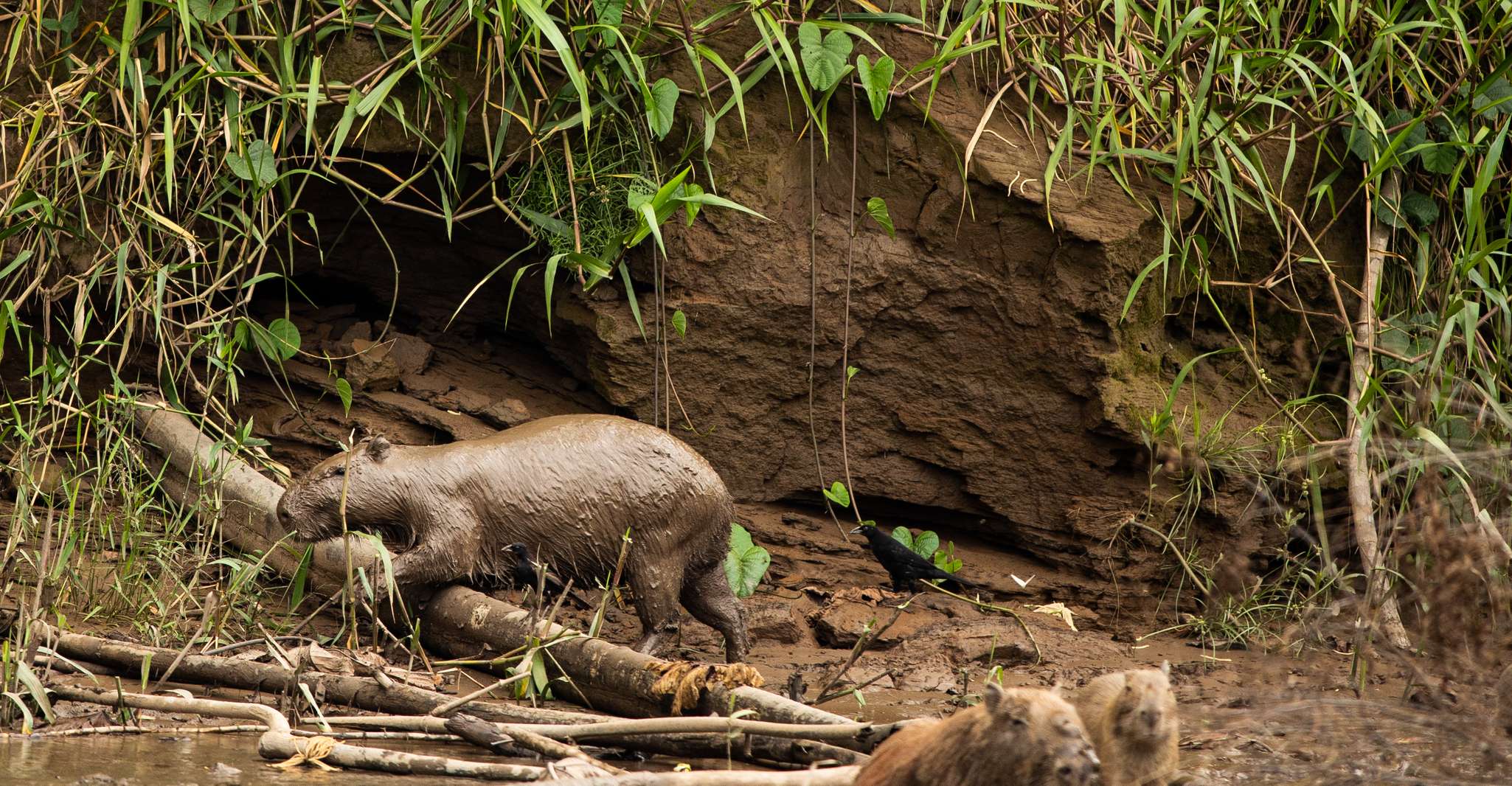 Passeios personalizados, Tambopata Aventura Rainforest 4D/3N - Hizvo