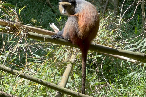 Passeio de 3 dias ao Gorila Mgahinga Gorilla NP Uganda via Ruanda