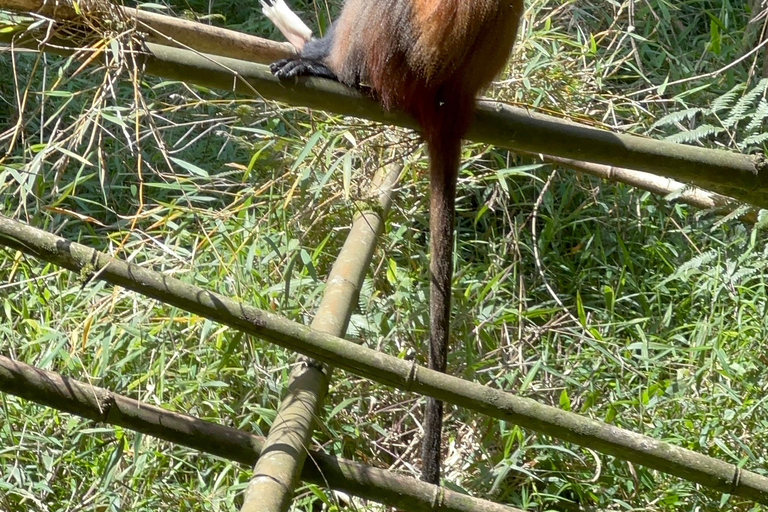 Passeio de 3 dias ao Gorila Mgahinga Gorilla NP Uganda via Ruanda