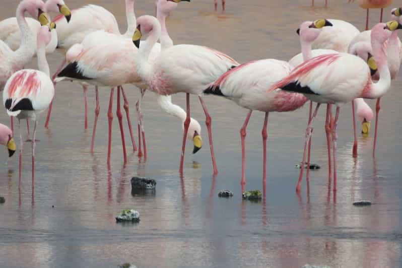 From La Paz Uyuni Salt Flats Tunupa Volcano By Bus GetYourGuide