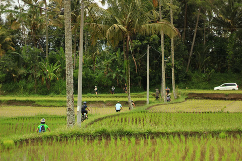 Afternoon Cycling Tour Ubud with Rice Terrace