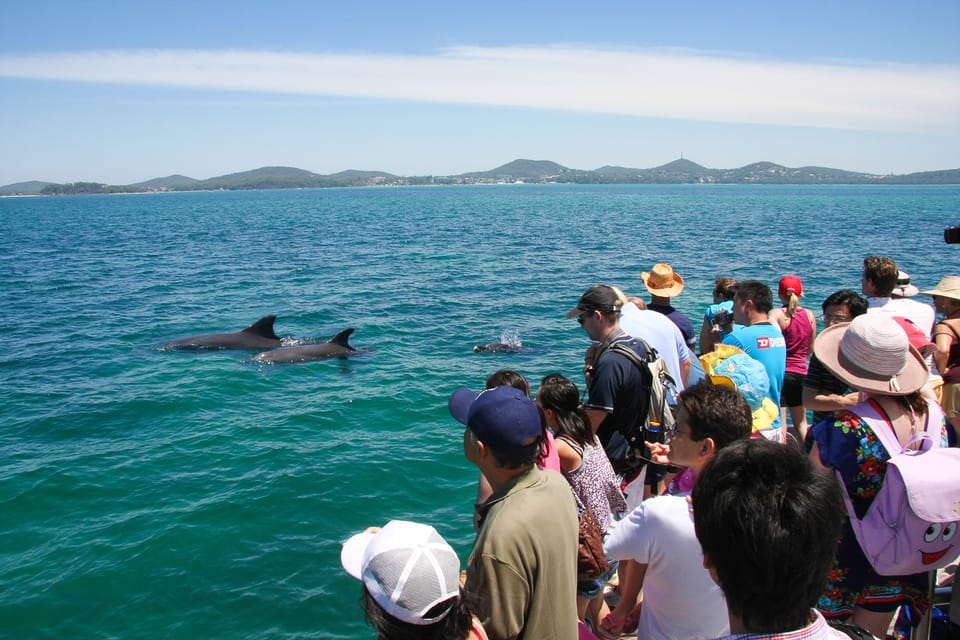 Port Stephens Dolphin Watching Cruise GetYourGuide
