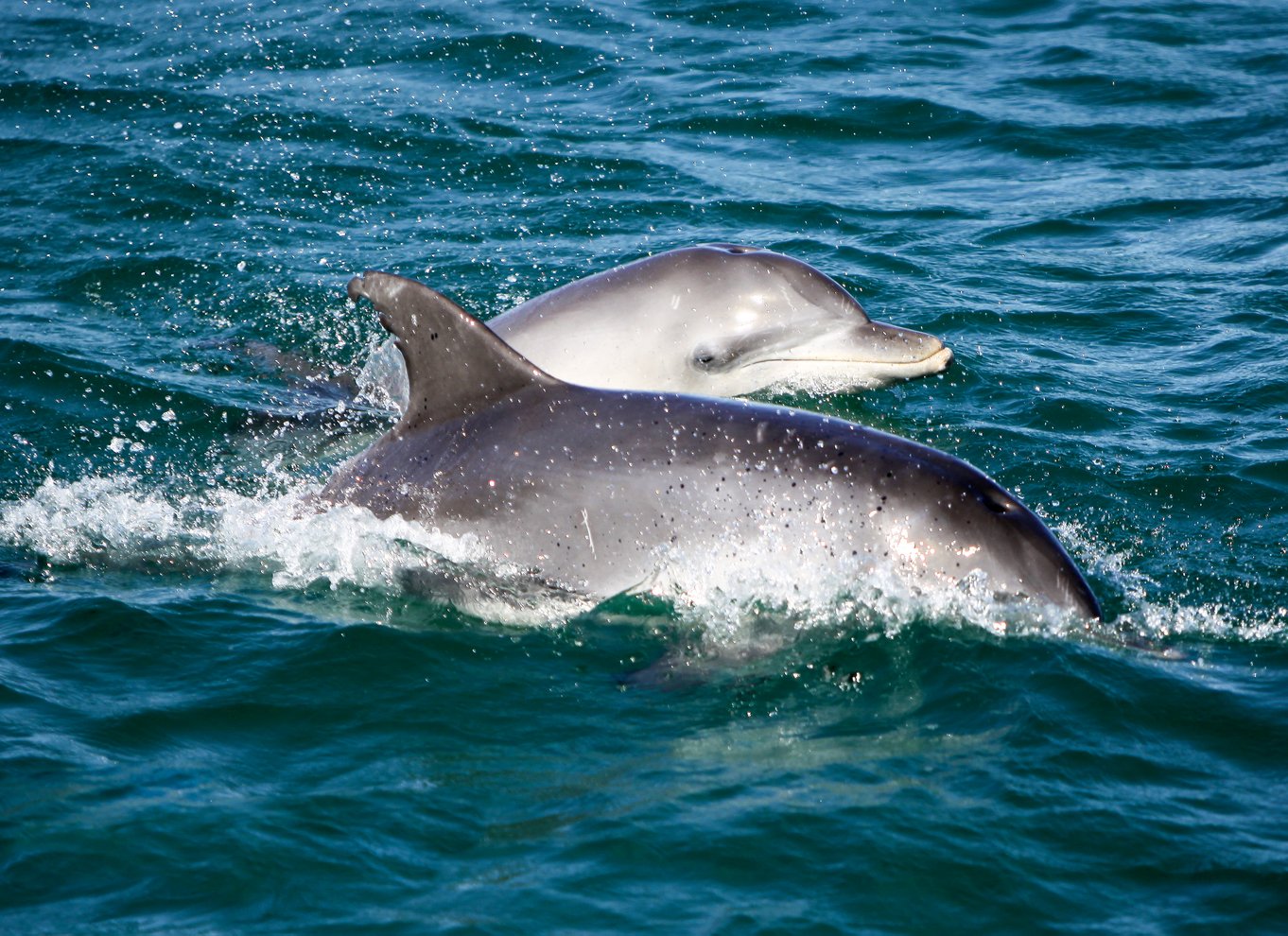 Port Stephens: Krydstogt med delfiner